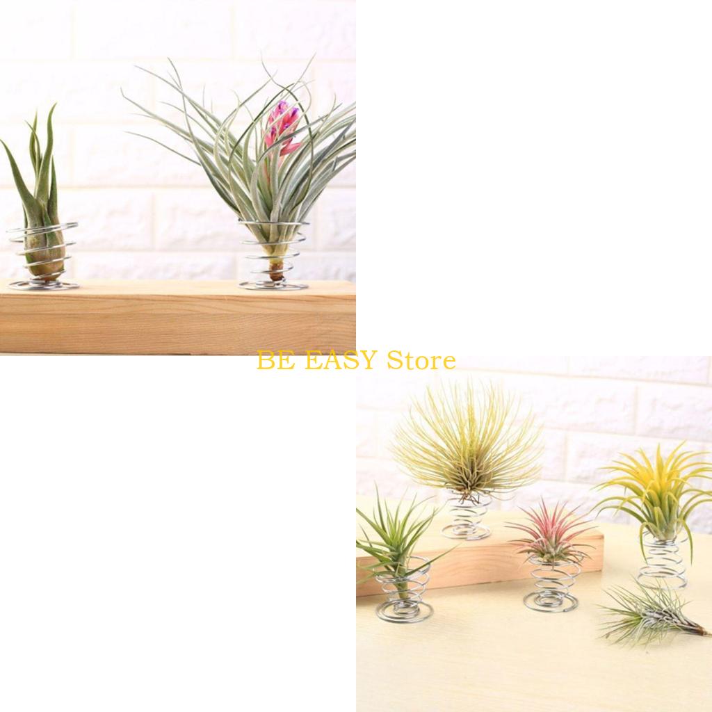 Air Plant Tillandsia - E28F 집 장식용 살아있는 열대 식물