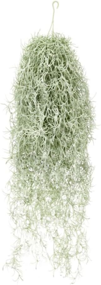 Air Plant Tillandsia - 인공 몰려 들고 Tillandsia 공기 식물