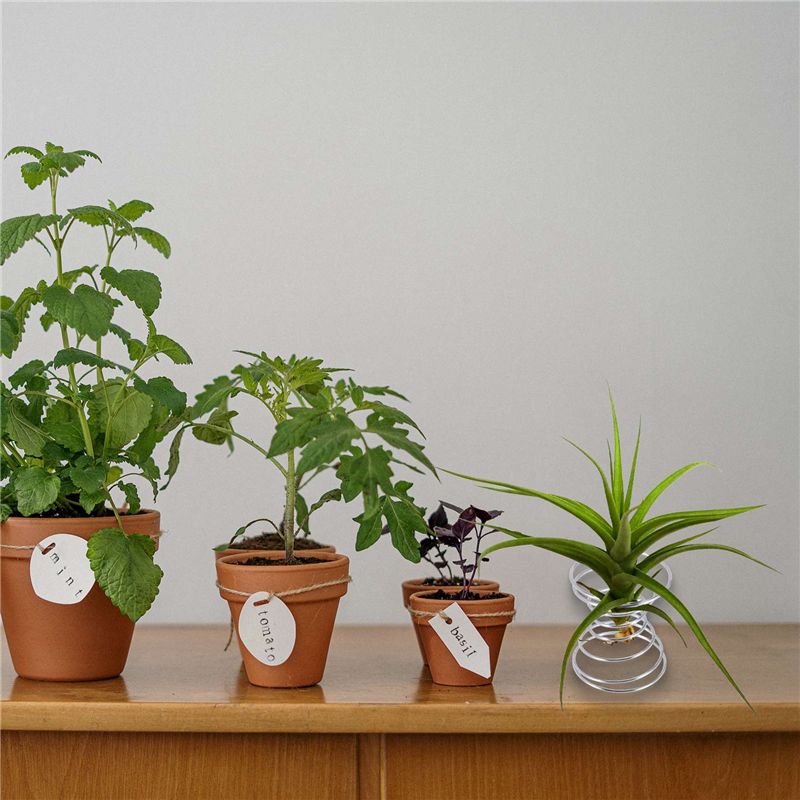 Air Plant Tillandsia - 인기 상품-6개 에어플랜트 스탠드 에어플랜트 컨테이너