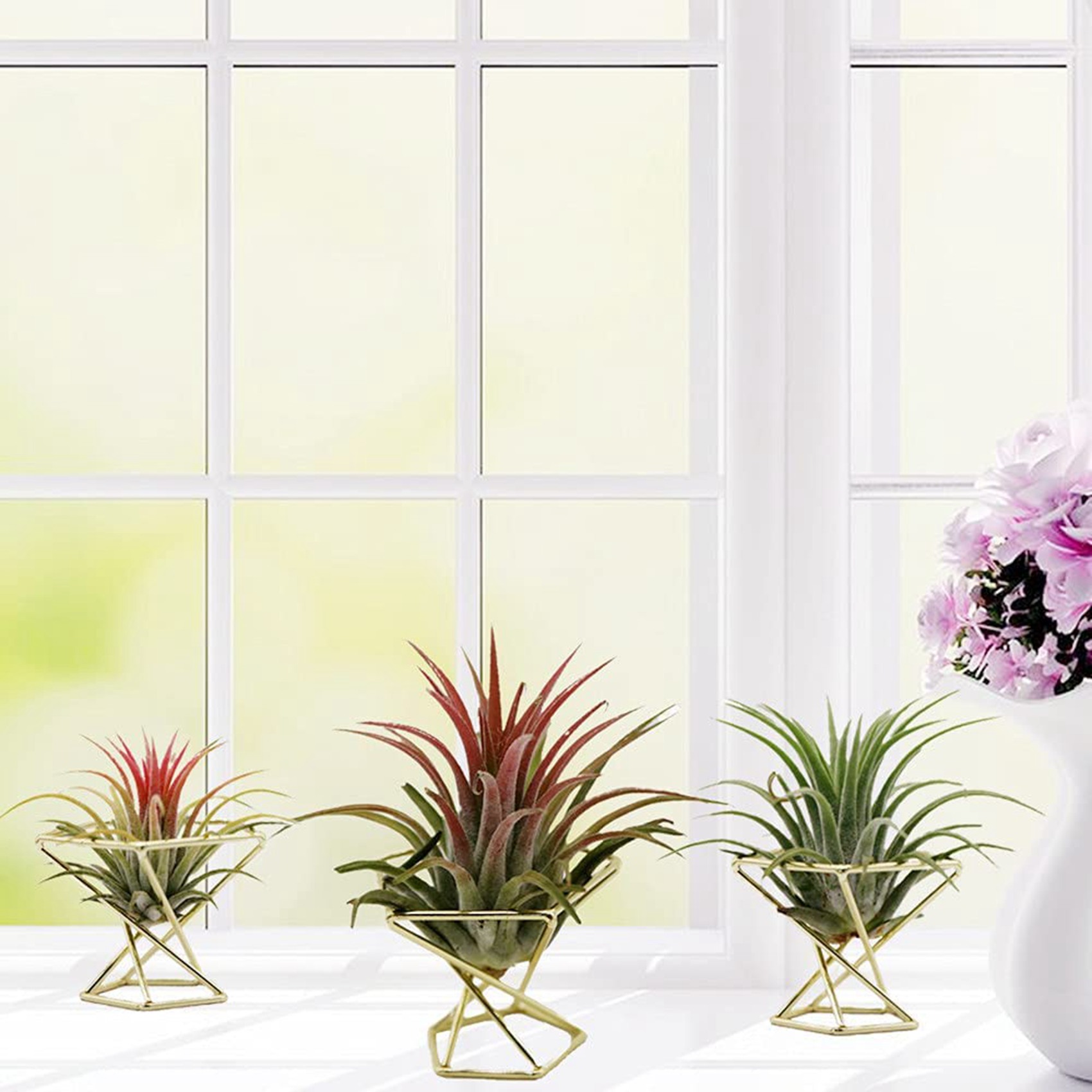 SYW-8 8개 기하학적 에어 플랜트 홀더 에어 플랜트 - Air Plant Tillandsia 리뷰 및 가격