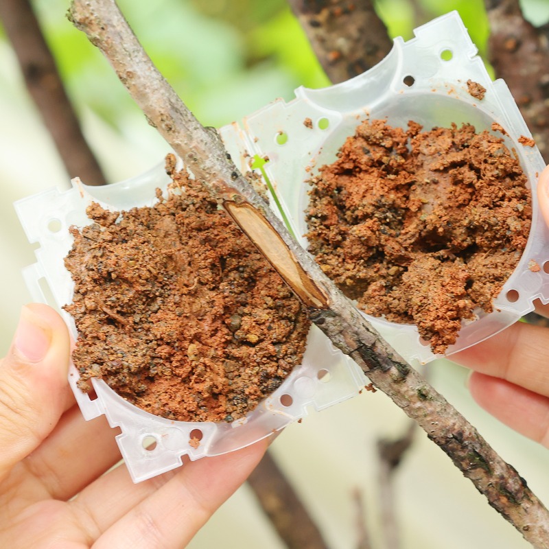 재사용 가능한 식물 뿌리화상볼 접목 도구 고압 식물 뿌 - Plant Parent 리뷰 및 가격