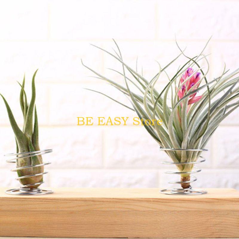 E28F 집 장식용 살아있는 열대 식물 20개 세트 내 - Air Plant Tillandsia 리뷰 및 가격