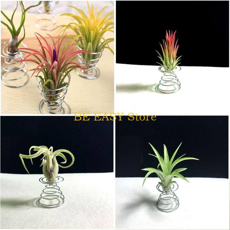E28F 집 장식용 살아있는 열대 식물 20개 세트 내 - Air Plant Tillandsia 리뷰 및 가격