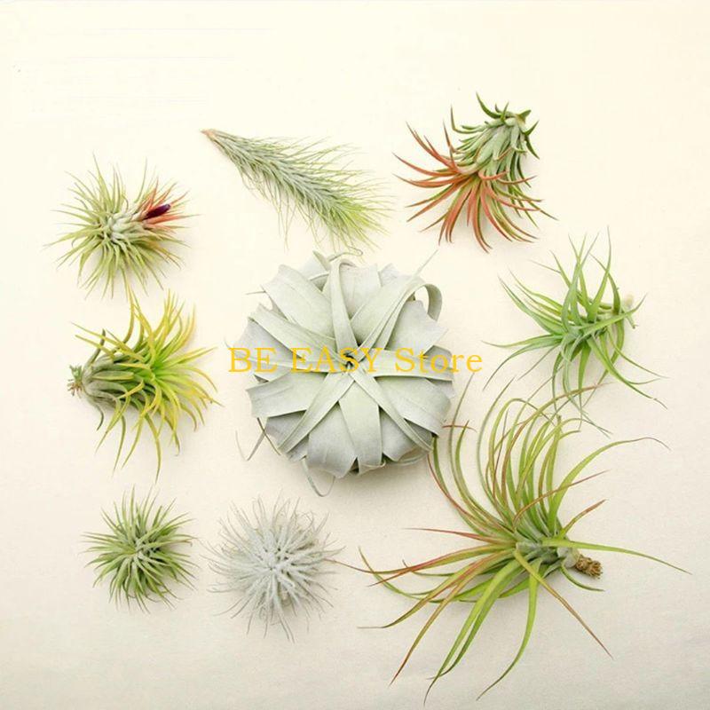 E28F 집 장식용 살아있는 열대 식물 20개 세트 내 - Air Plant Tillandsia 리뷰 및 가격