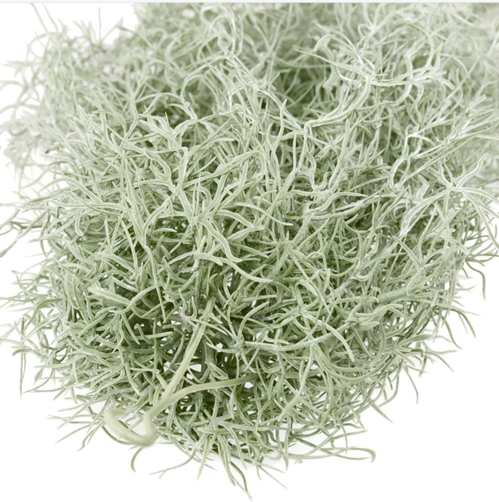 인공 몰려 들고 Tillandsia 공기 식물 31 