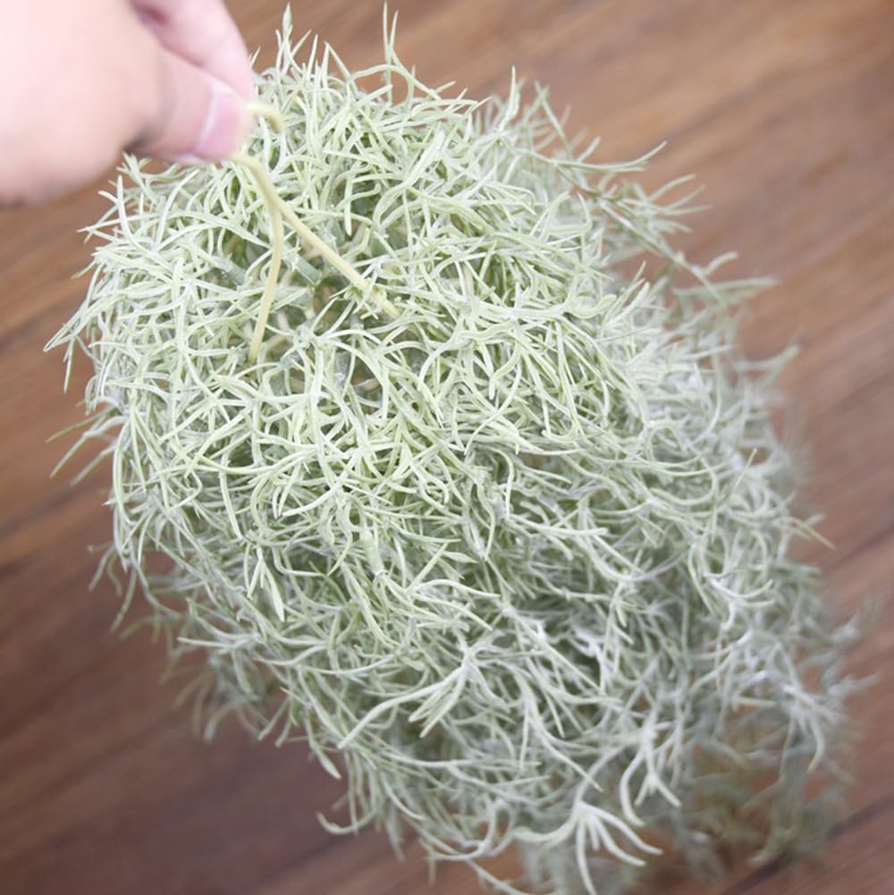 인공 몰려 들고 Tillandsia 공기 식물 31 