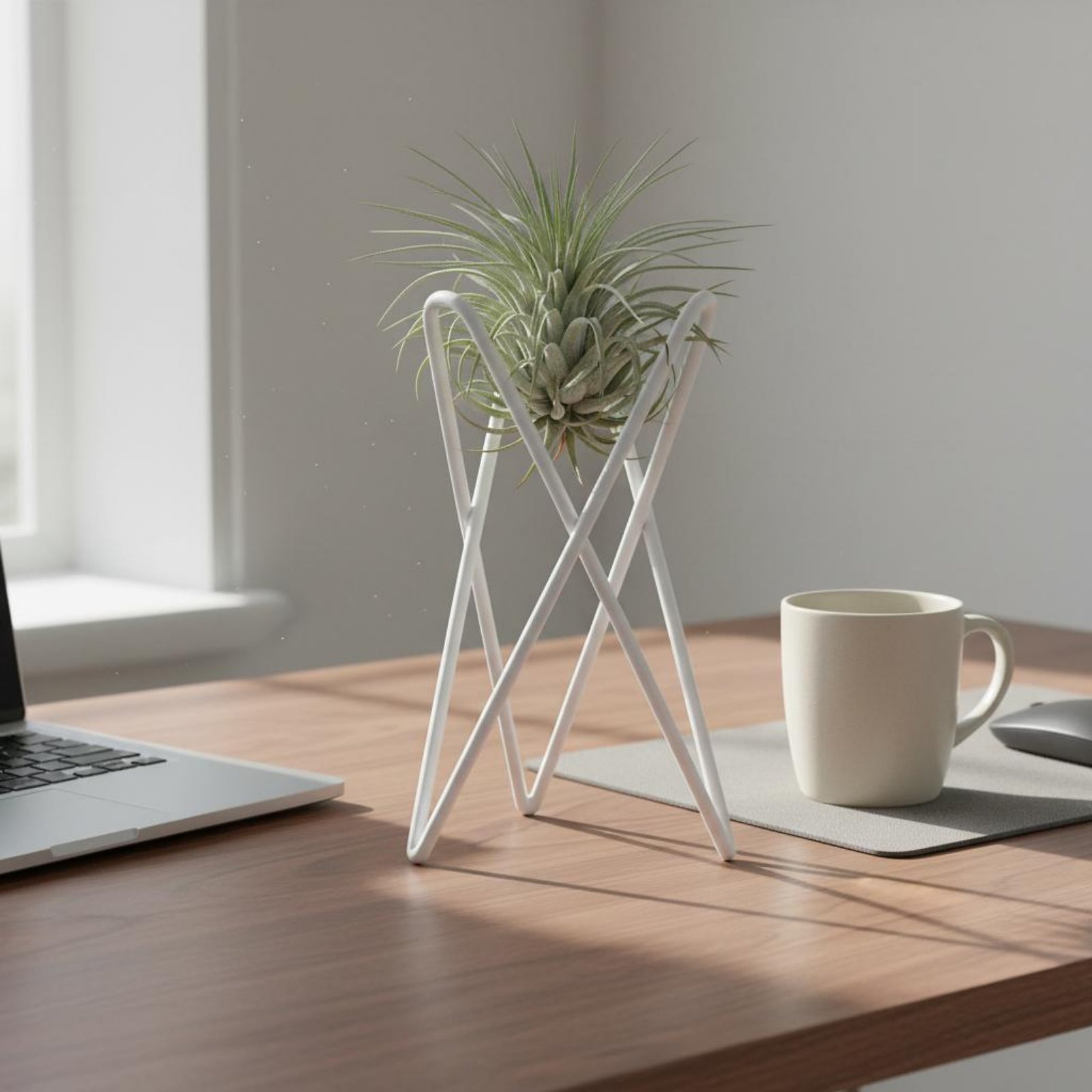 에어 플랜트 스탠드 미니멀리스트 디자인 에어 플랜트 홀 - Air Plant Tillandsia 리뷰 및 가격