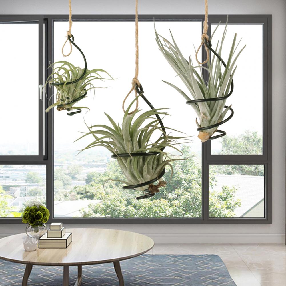 식물 스탠드 금속 6개 금속 에어 플랜트 홀더 걸이형  - Air Plant Tillandsia 리뷰 및 가격