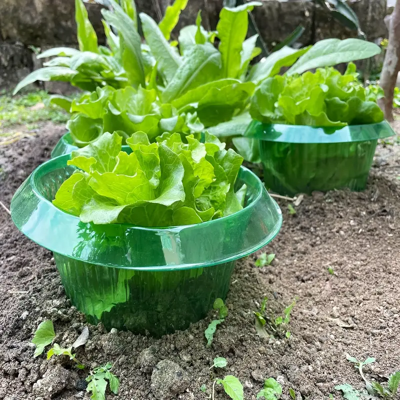 식물 달팽이 보호 링 야채 커버 식물 달팽이 칼라 가드 - Plant Parents 리뷰 및 가격