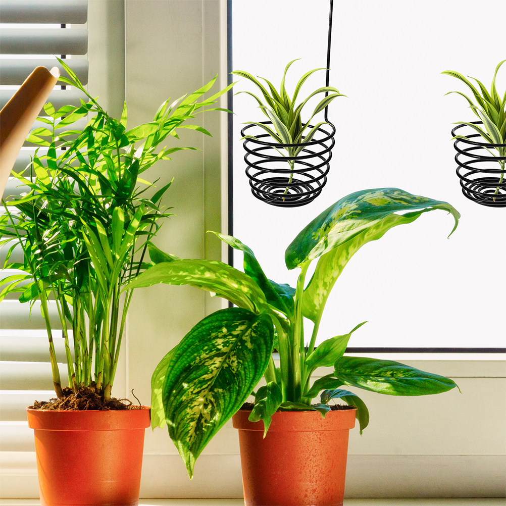 3개의 튼튼한 금속 나선형 에어 플랜트 걸이, 틸랜디아 - Air Plant Tillandsia 리뷰 및 가격